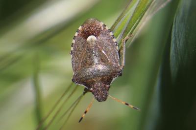 <i>Peribalus strictus</i>