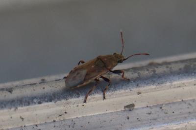 <i>Heterogaster artemisiae</i>