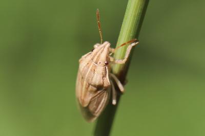 <i>Aelia acuminata</i>