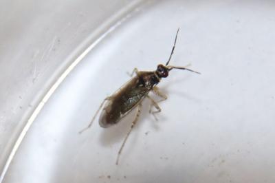 <i>Dicyphus globulifer</i>