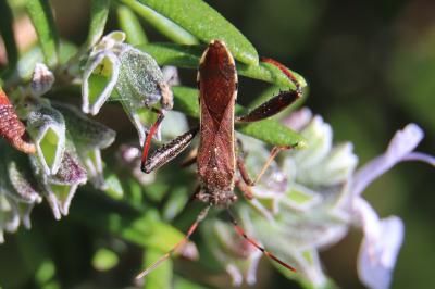 <i>Camptopus lateralis</i>