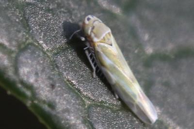 <i>Frutioidia bisignata</i>