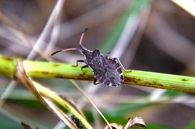 <i>Enoplops scapha</i>