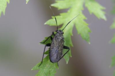 <i>Orthocephalus coriaceus</i>