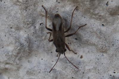 <i>Ortholomus punctipennis</i>