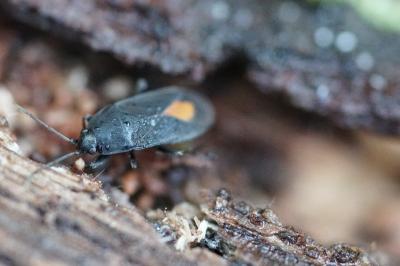 <i>Aphanus rolandri</i>