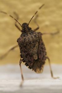 <i>Halyomorpha halys</i>