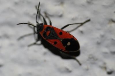 <i>Melanocoryphus albomaculatus</i>