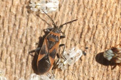 <i>Arocatus roeselii</i>