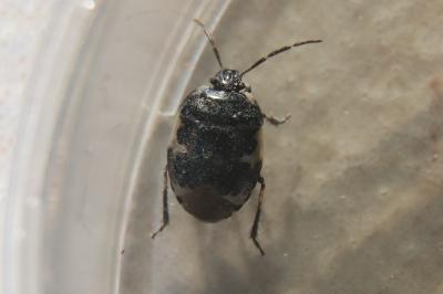 <i>Tritomegas bicolor</i>