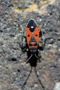 <i>Melanocoryphus albomaculatus</i>