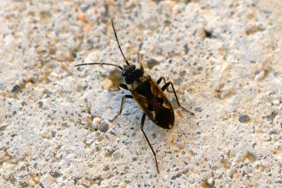 <i>Rhyparochromus vulgaris</i>