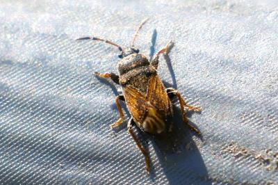 <i>Megalonotus emarginatus</i>