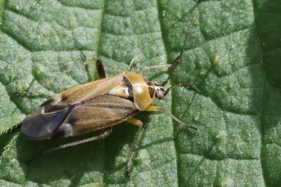 <i>Harpocera thoracica</i>