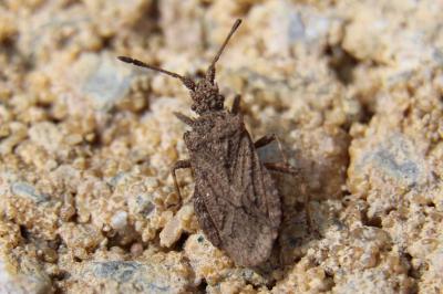 <i>Arenocoris waltlii</i>