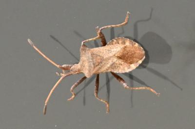 <i>Coreus marginatus</i>