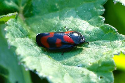 <i>Cercopis vulnerata</i>