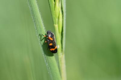 <i>Cercopis intermedia</i>