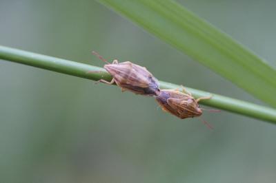 <i>Aelia acuminata</i>