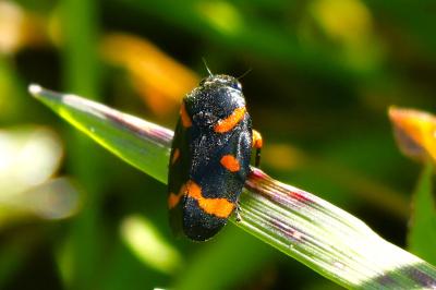 <i>Cercopis intermedia</i>