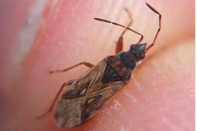 <i>Pachybrachius fracticollis</i>
