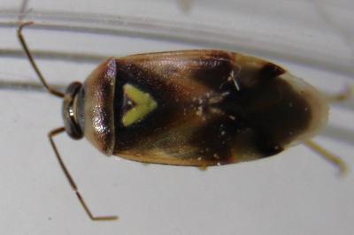 <i>Orthops</i>