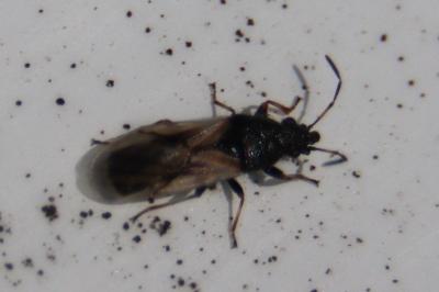 <i>Metopoplax ditomoides</i>