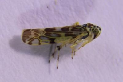 <i>Eupteryx</i>