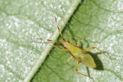 <i>Campyloneura virgula</i>