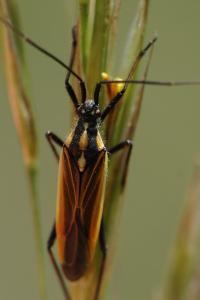 <i>Leptopterna dolabrata</i>
