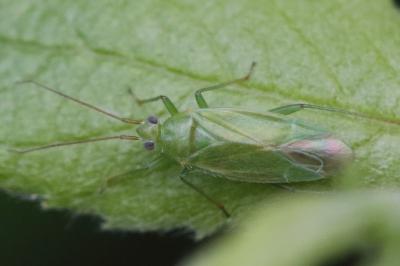 <i>Orthotylus</i>