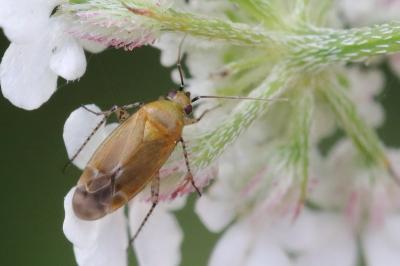 <i>Plagiognathus chrysanthemi</i>