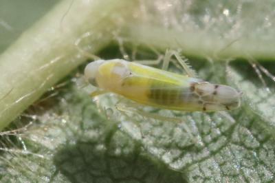 <i>Ribautiana tenerrima</i>