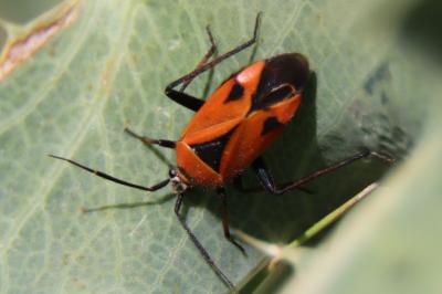 <i>Brachycoleus triangularis</i>