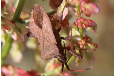 <i>Coreus marginatus</i>