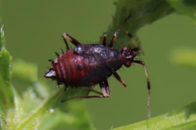 <i>Deraeocoris ruber</i>