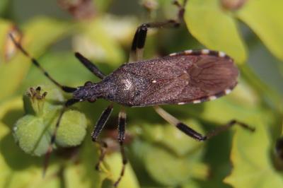 <i>Dicranocephalus albipes</i>
