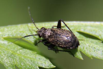 <i>Orthocephalus coriaceus</i>