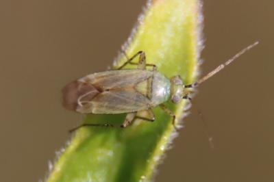 <i>Plagiognathus chrysanthemi</i>