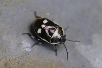 <i>Eurydema oleracea</i>