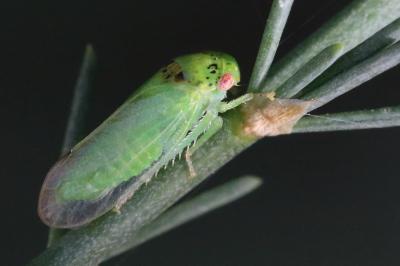 <i>Iassus</i>