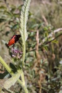 <i>Graphosoma italicum</i>