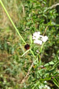 <i>Graphosoma italicum</i>