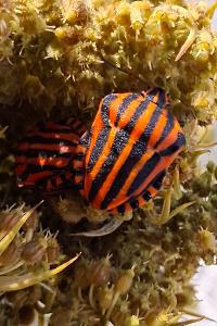 <i>Graphosoma italicum</i>