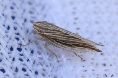 <i>Mocydia crocea</i>