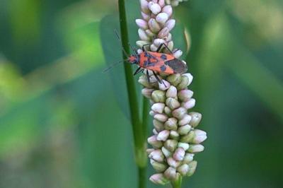 <i>Corizus hyoscyami</i>
