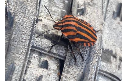 <i>Graphosoma italicum</i>