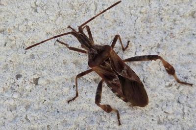 <i>Leptoglossus occidentalis</i>