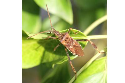 <i>Leptoglossus occidentalis</i>