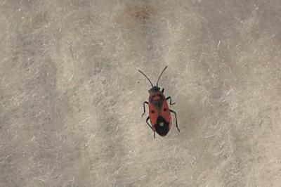 <i>Melanocoryphus albomaculatus</i>
